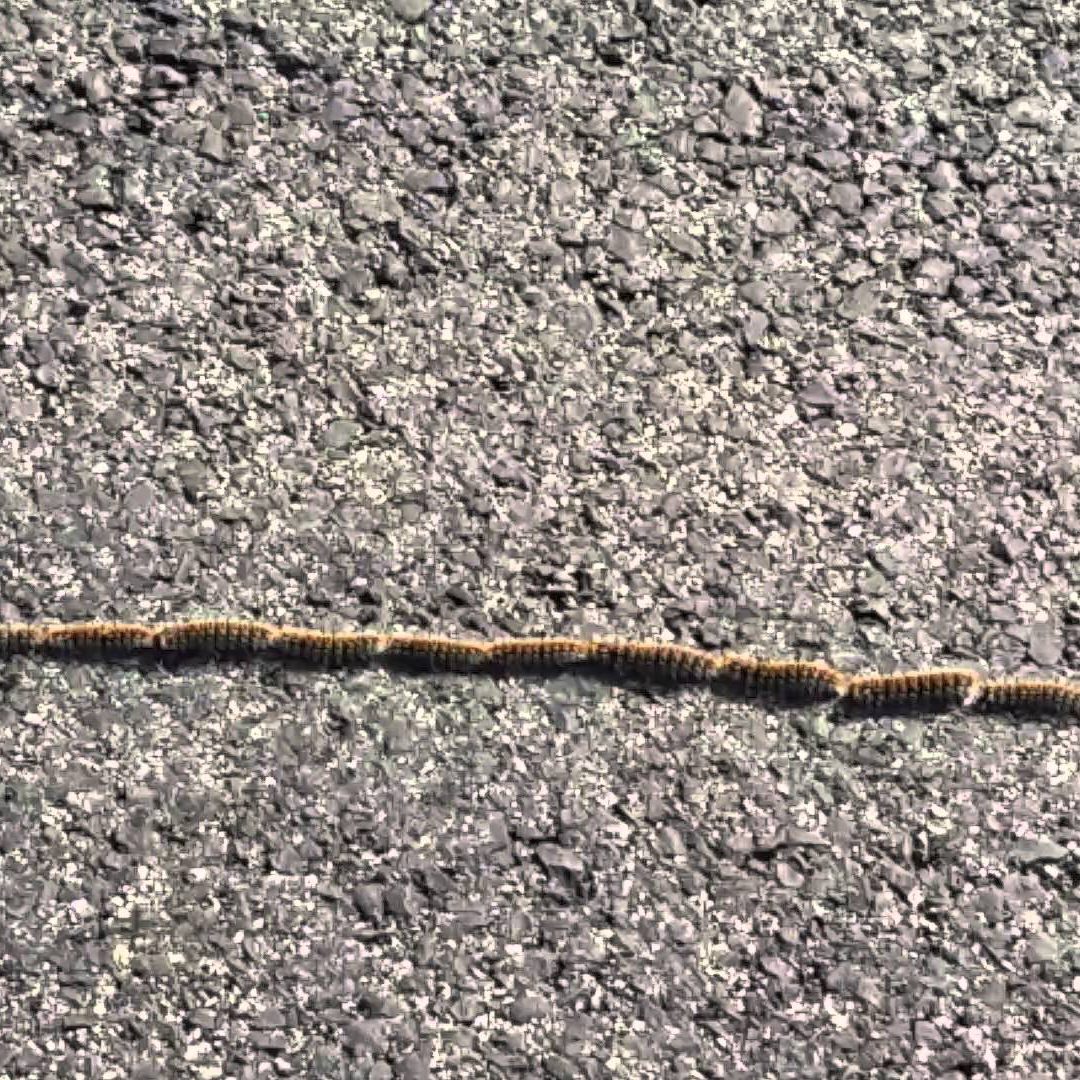 oriol-marsal-veterinari-manresa-prosessionaria