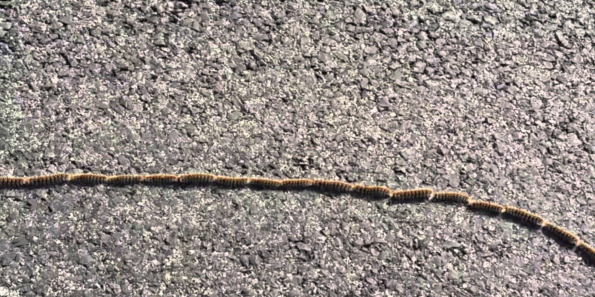 oriol-marsal-veterinari-manresa-prosessionaria